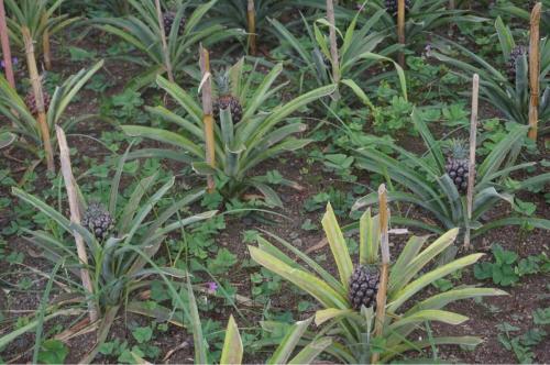 Ananasplantage_2