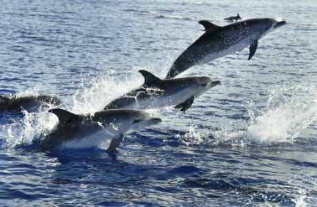 springende Delfine