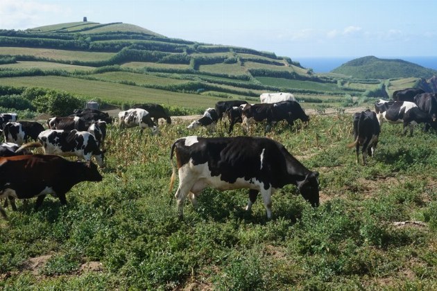 São Miguel_Kühe auf der Weide