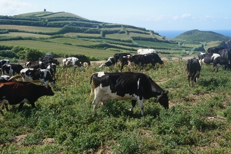 São Miguel_Kühe auf der Weide