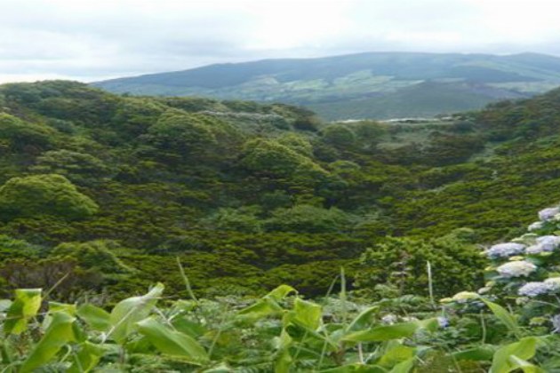 Faial_Landschaft mit Hortensien