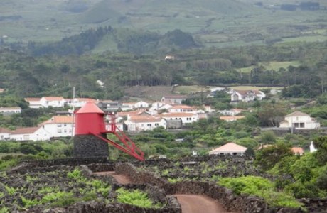 Pico_wine fields with windmill_vista verde azores