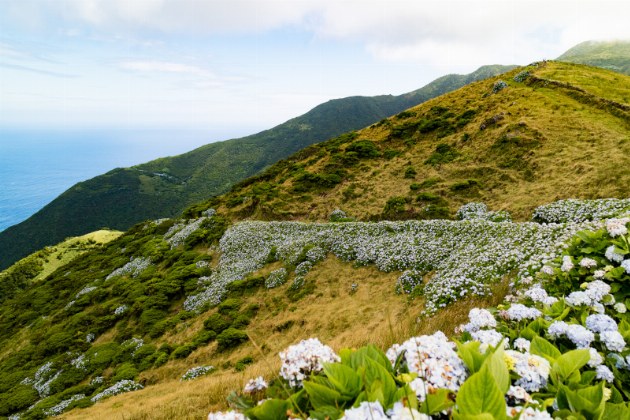 Sao Jorge_nature_hike_flowers_vista verde azores