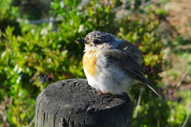 Azoren_Birdwatching_Terceira